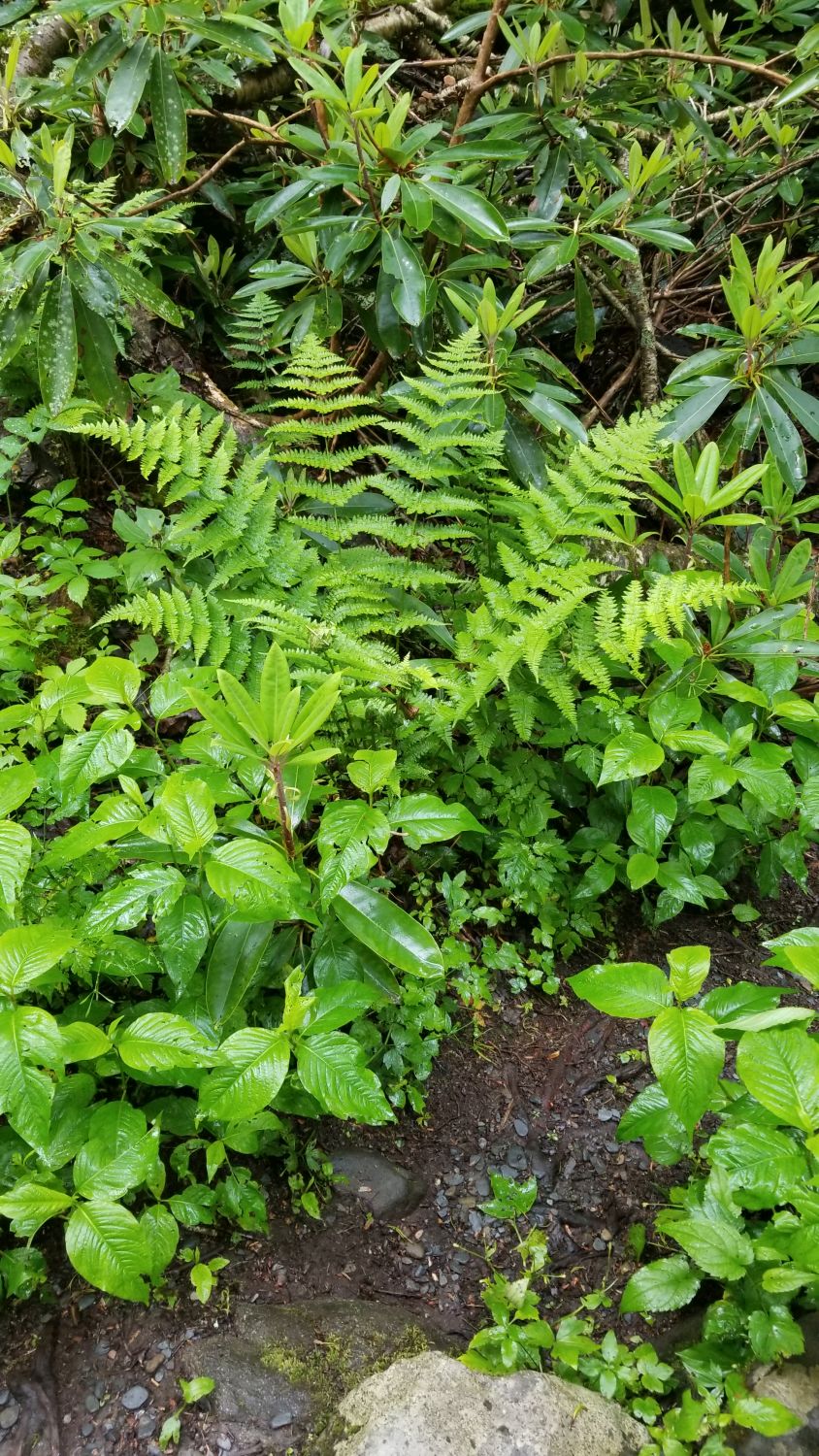 Porters Creek to Fern Falls 